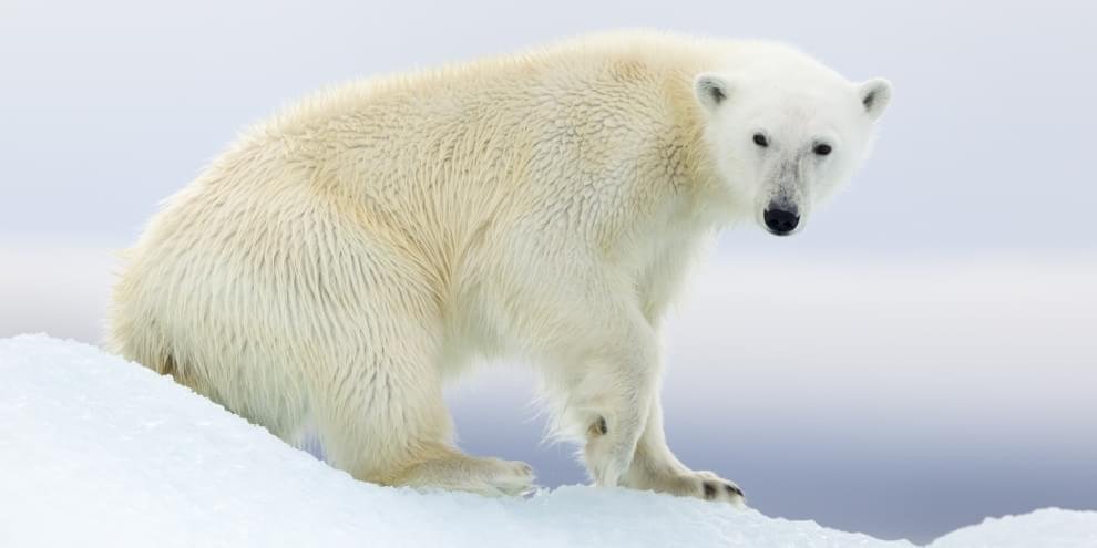 A Ursa Polar': Confira 5 curiosidades sobre os ursos polares antes