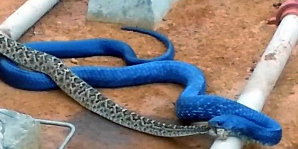 Vídeo que mostra impressionante contraste de cobra azul venenosa