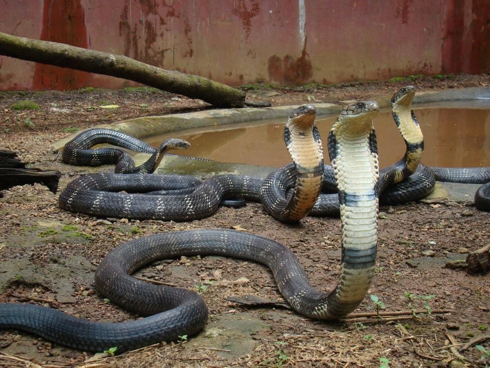 Vídeo flagra serpente azul devorando cascavel venenosa - Mega Curioso