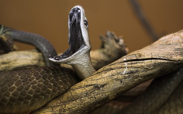 Conheca A Mamba Negra Uma Das Serpentes Mais Mortais Do Planeta Mega Curioso