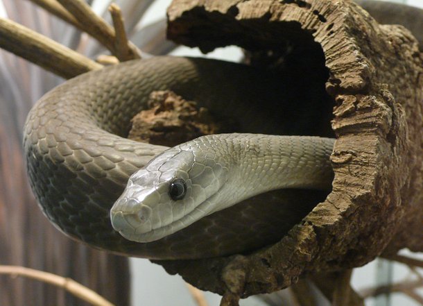 Conheca A Mamba Negra Uma Das Serpentes Mais Mortais Do Planeta Mega Curioso