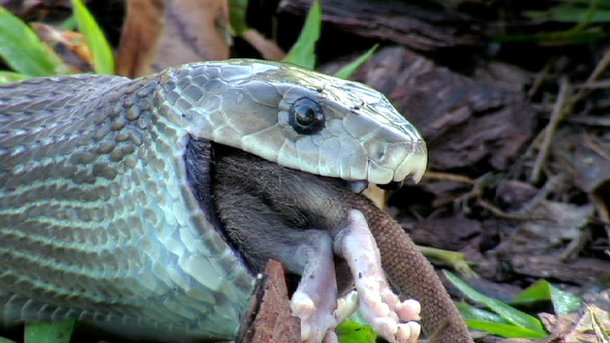 Conheca A Mamba Negra Uma Das Serpentes Mais Mortais Do Planeta Mega Curioso