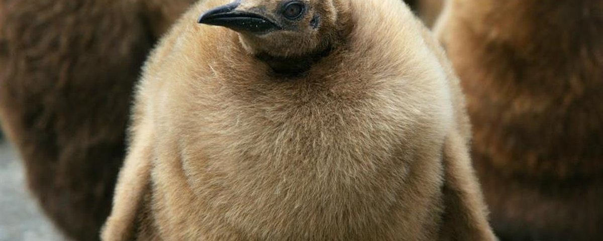 Fotos de bichinhos fofinhos para alegrar seu dia