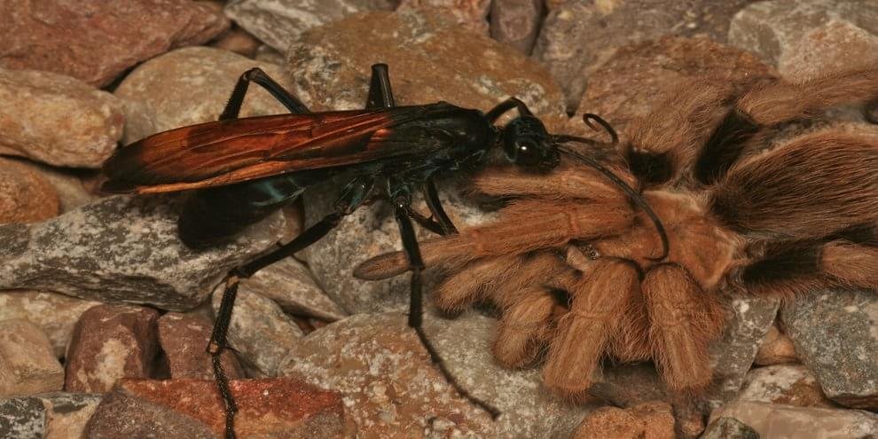 Biologia evolução e vida. - Tarantula Hawk: essa vespa quase do tamanho de  uma palma humana, tem a 2ª pior picada do mundo, ser picado por um bicho  desses pode proporcionar uma