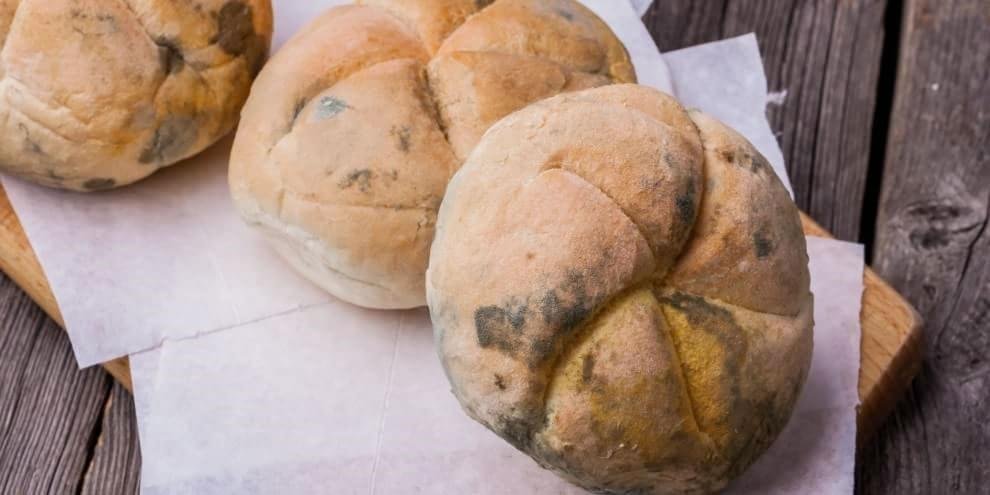 Imagem de Comer queijo ou pão bolorento realmente faz mal? no site Mega Curioso