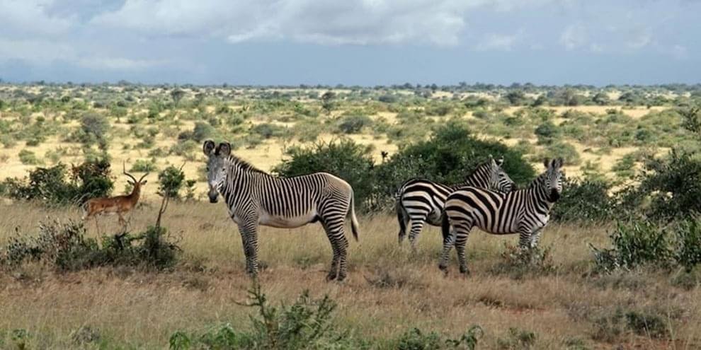 A zebra é um bicho preto com listras brancas ou branco com listras