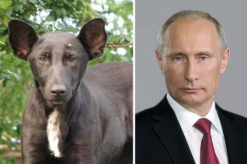 Cachorro e Vladimir Putin