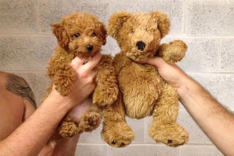 Cachorrinho de verdade e ursinho de pelúcia