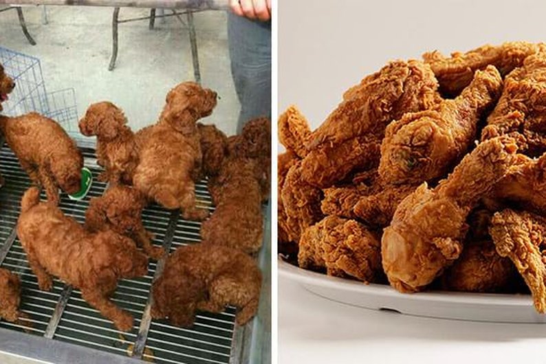Monte de filhotes de cachorro e monte de frango frito