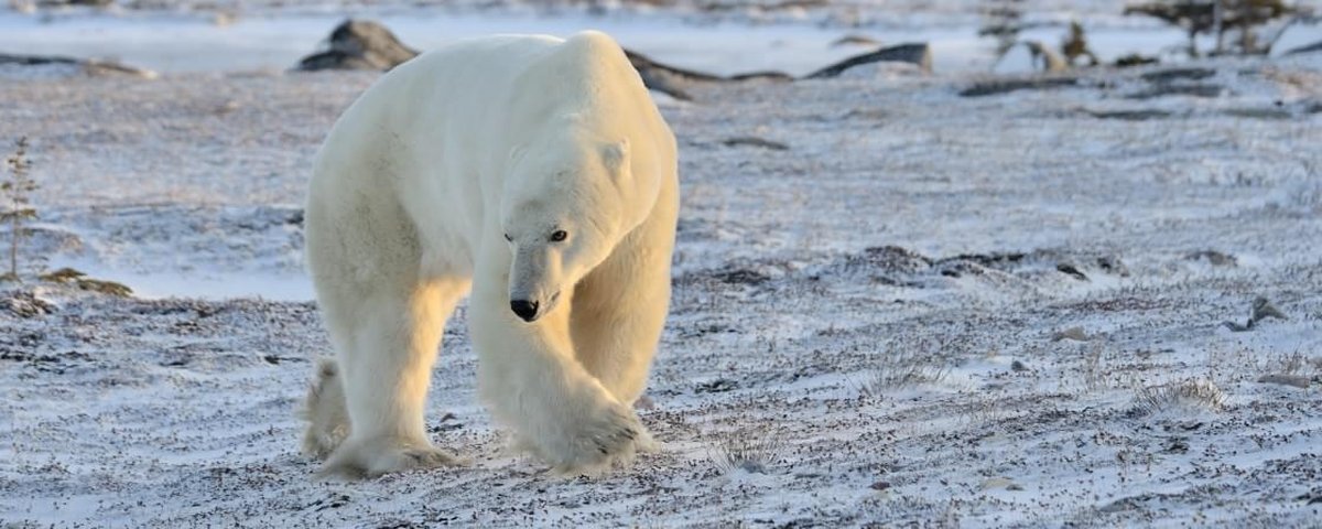 A Ursa Polar': Confira 5 curiosidades sobre os ursos polares antes