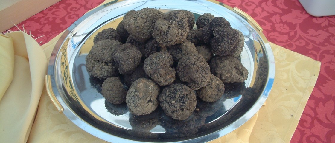 Saiba por que as trufas (os fungos, não os chocolates) são ...
Memes Trufas