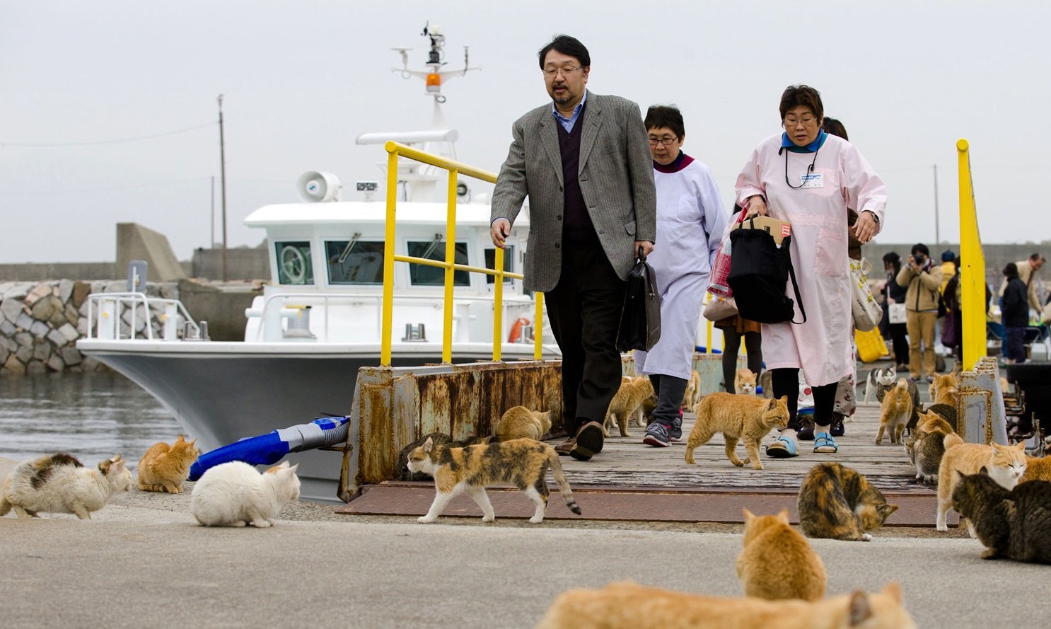 Os bichanos dominam: conheça a ilha japonesa invadida por gatos