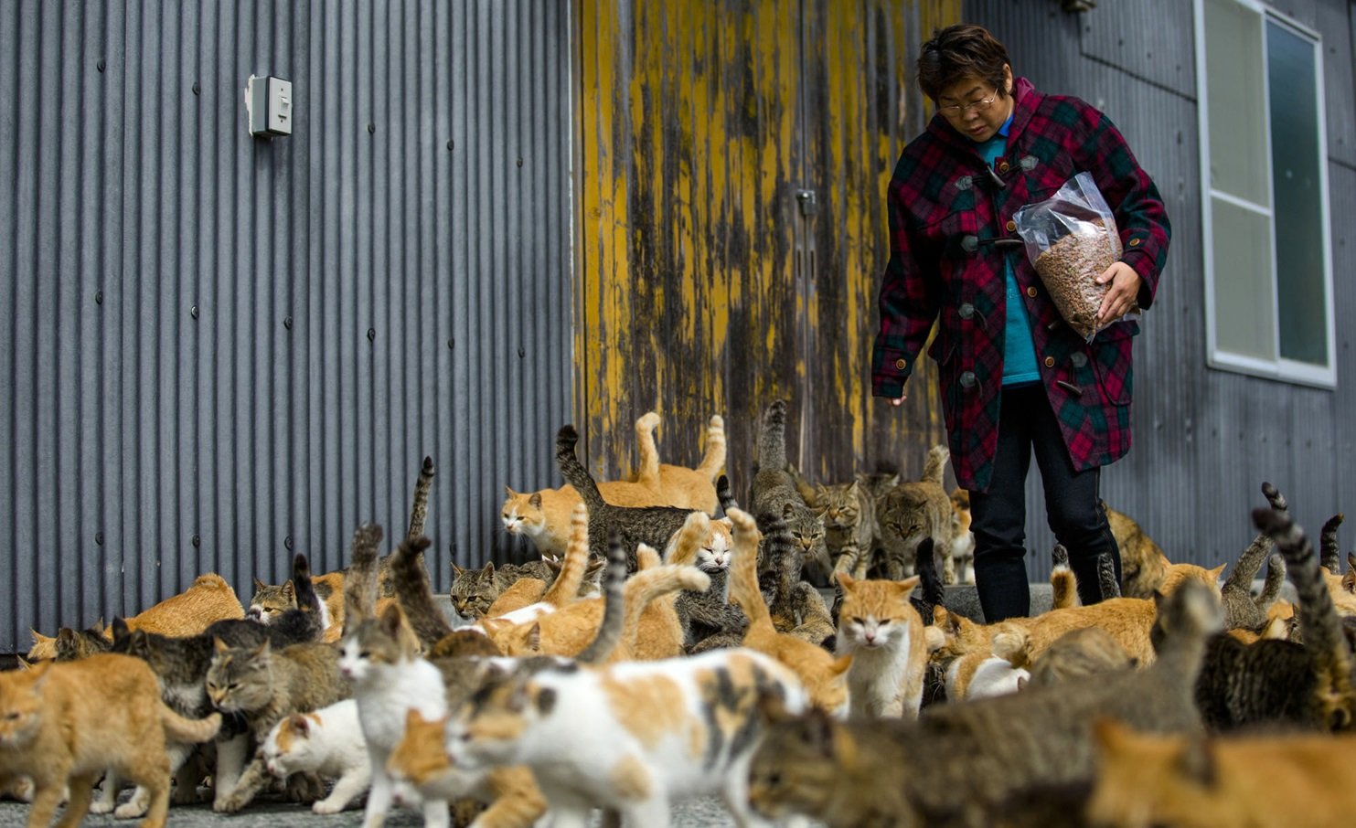 Os bichanos dominam: conheça a ilha japonesa invadida por gatos