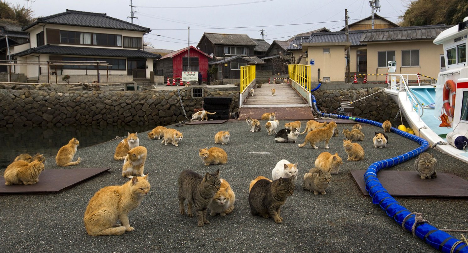 Os bichanos dominam: conheça a ilha japonesa invadida por gatos