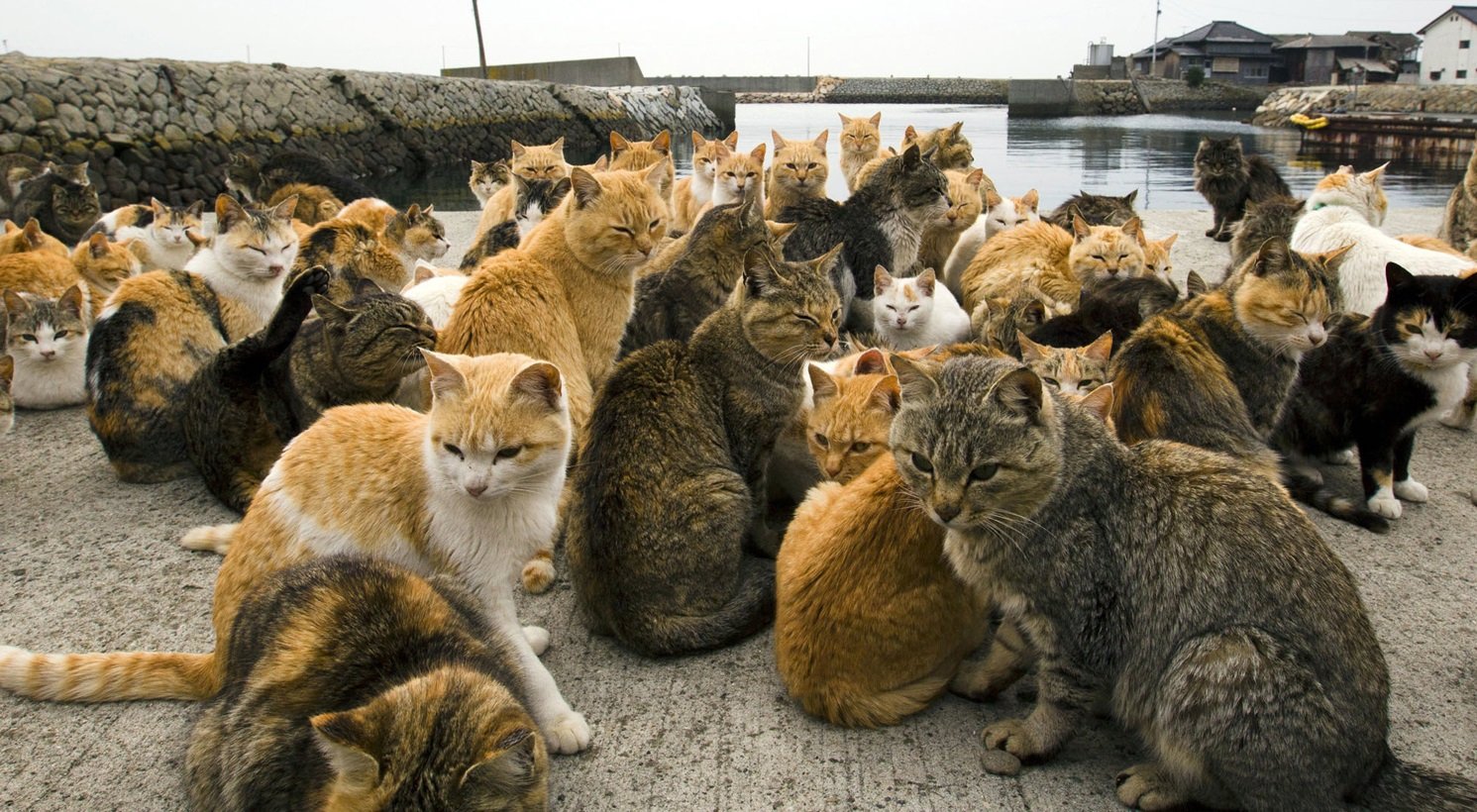 Os bichanos dominam: conheça a ilha japonesa invadida por gatos