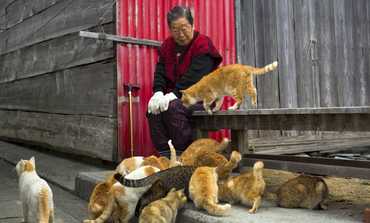 Os bichanos dominam: conheça a ilha japonesa invadida por gatos