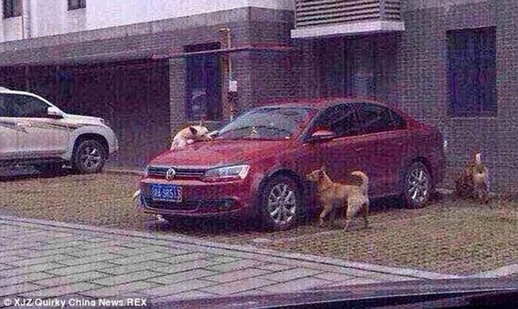 Justiça animal: cão chutado volta com bando para destruir carro de agressor