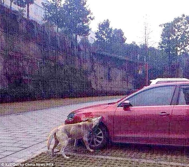 Justiça animal: cão chutado volta com bando para destruir carro de agressor