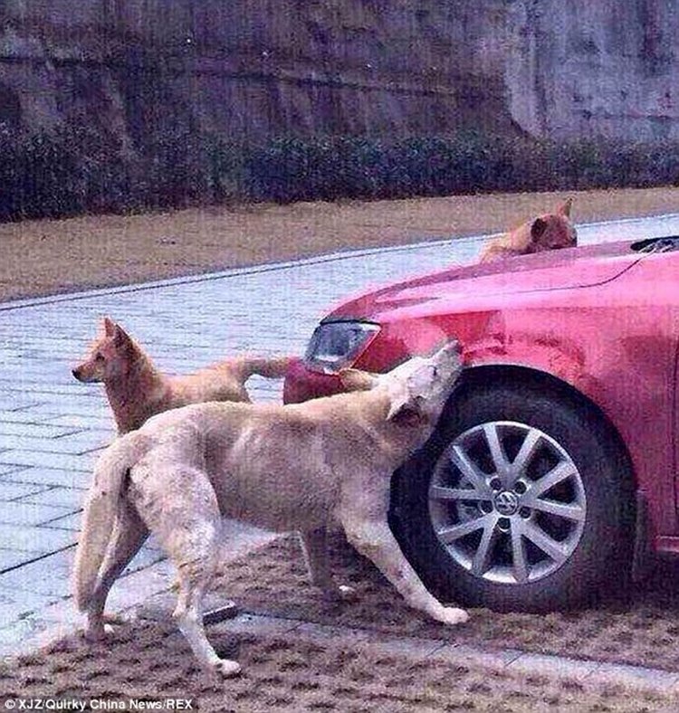 Justiça animal: cão chutado volta com bando para destruir carro de agressor