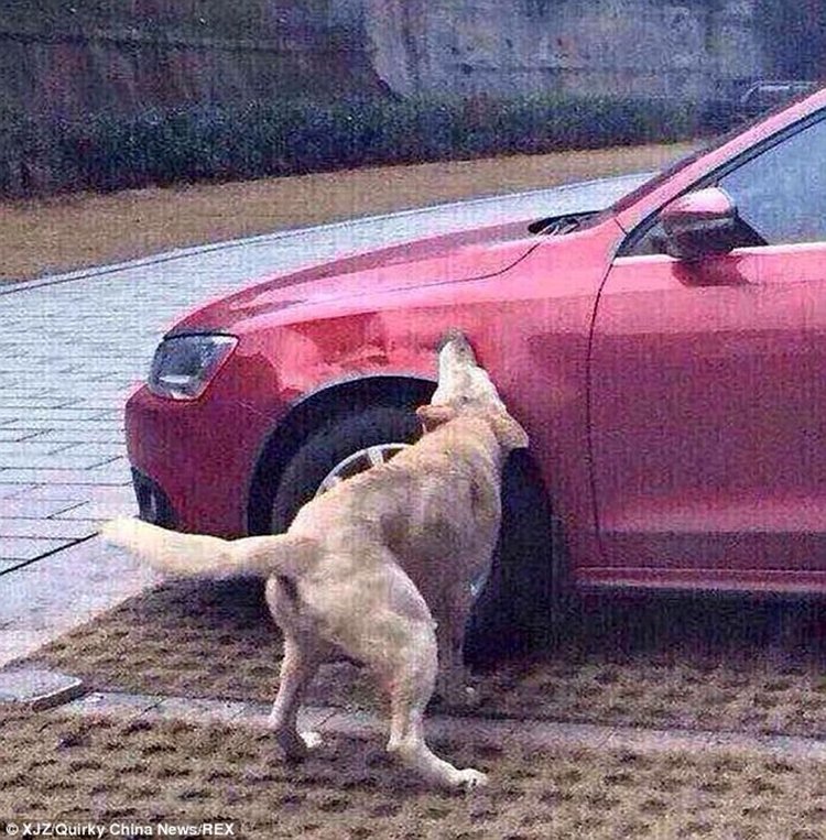 Justiça animal: cão chutado volta com bando para destruir carro de agressor
