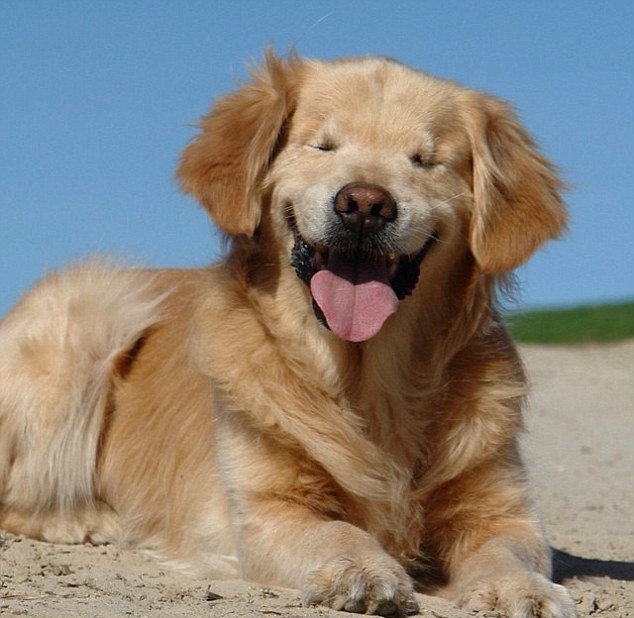 A incrível história do cachorro sem olhos que se tornou um cão terapeuta