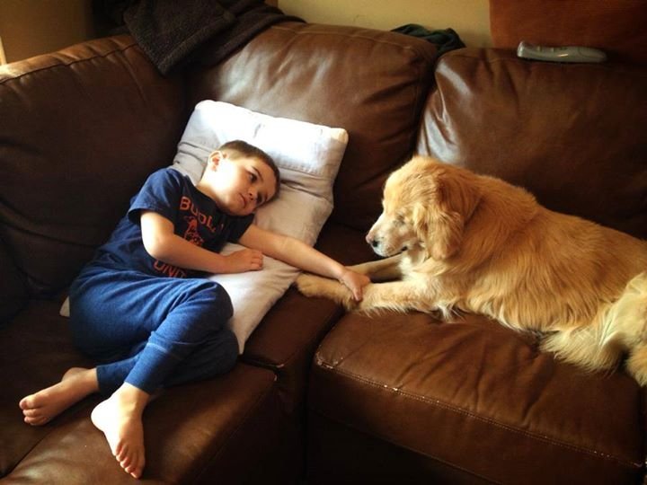 A incrível história do cachorro sem olhos que se tornou um cão terapeuta