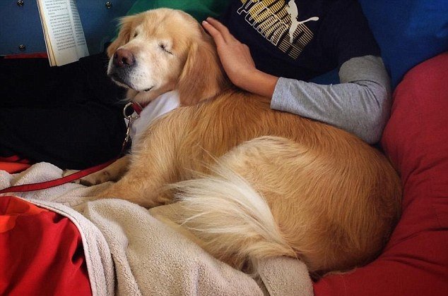A incrível história do cachorro sem olhos que se tornou um cão terapeuta