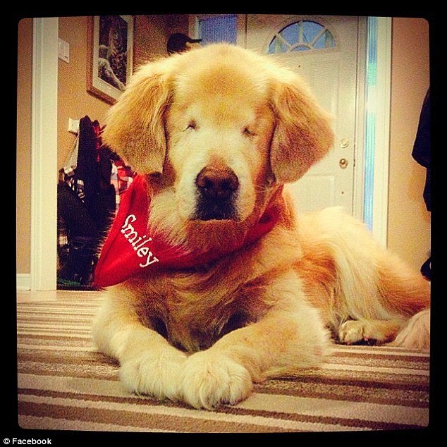 A incrível história do cachorro sem olhos que se tornou um cão terapeuta