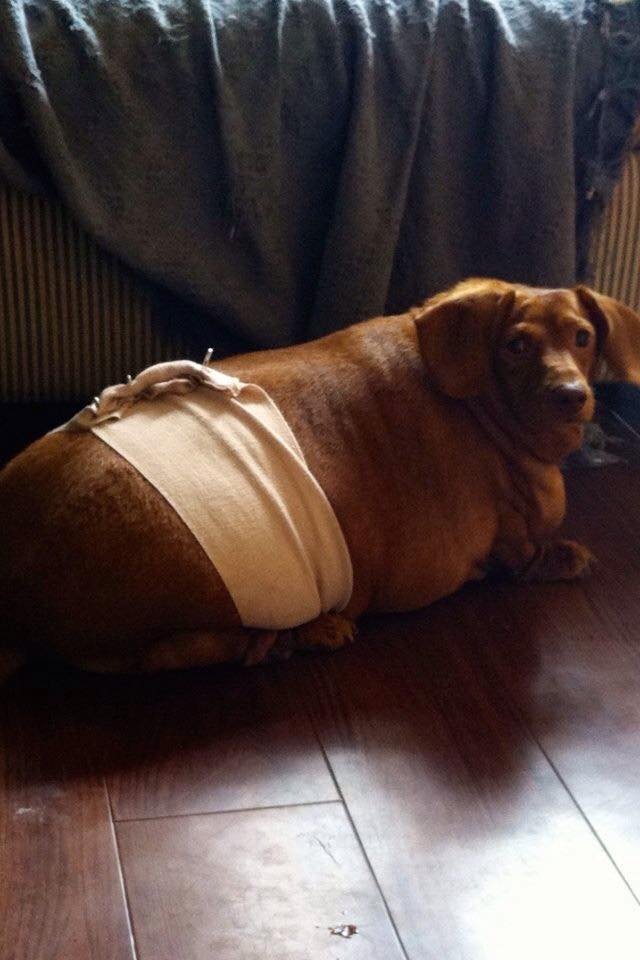 Conheça o pequeno dachshund Dennis, que entrou na dieta para perder 20 kg