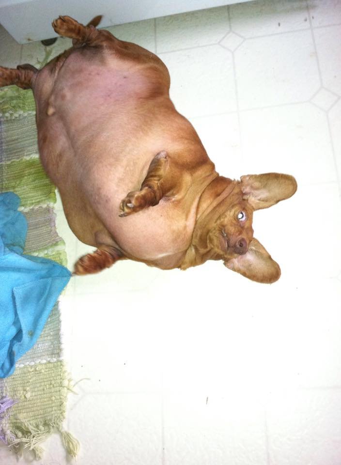 Conheça o pequeno dachshund Dennis, que entrou na dieta para perder 20 kg