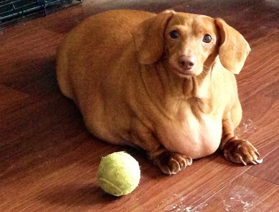 Conheça o pequeno dachshund Dennis, que entrou na dieta para perder 20 kg