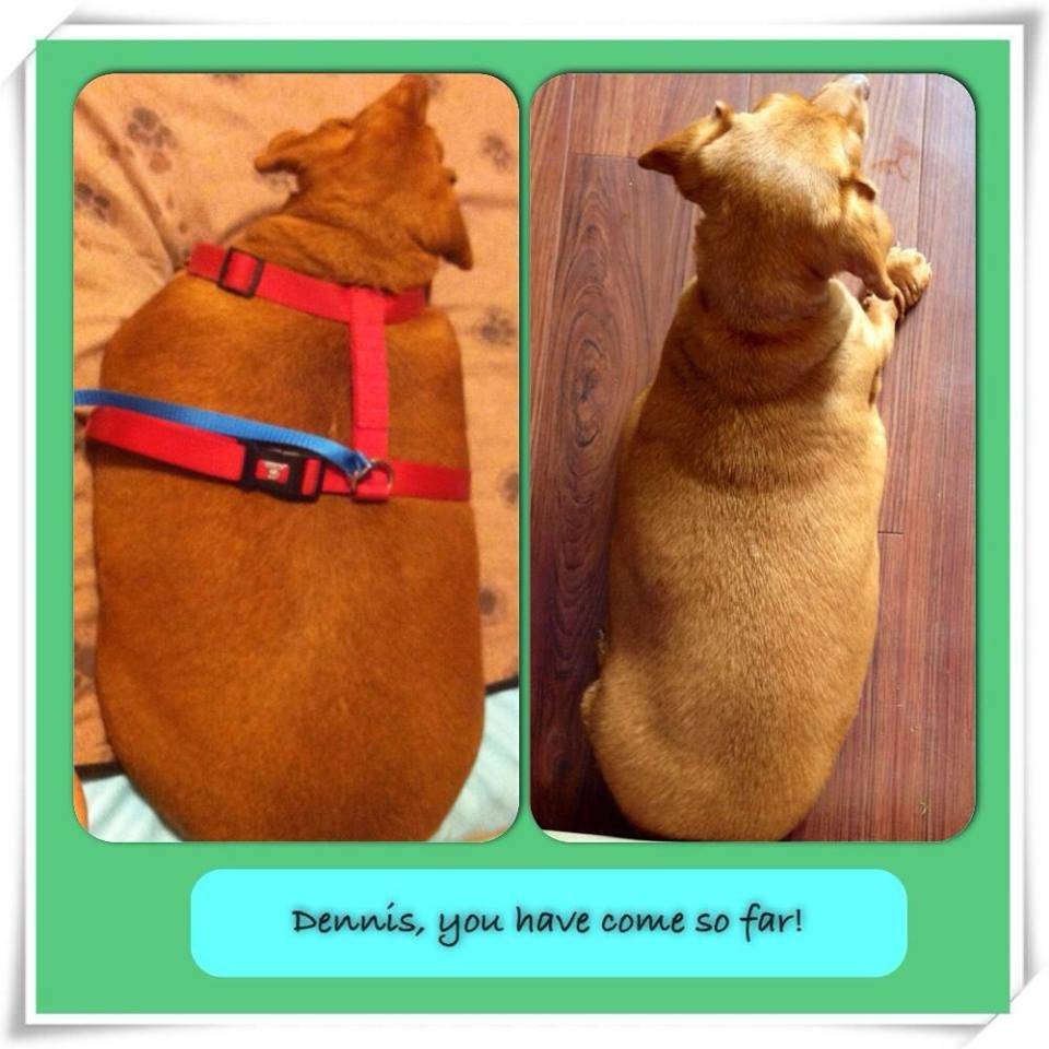 Conheça o pequeno dachshund Dennis, que entrou na dieta para perder 20 kg