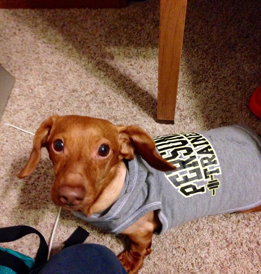 Conheça o pequeno dachshund Dennis, que entrou na dieta para perder 20 kg