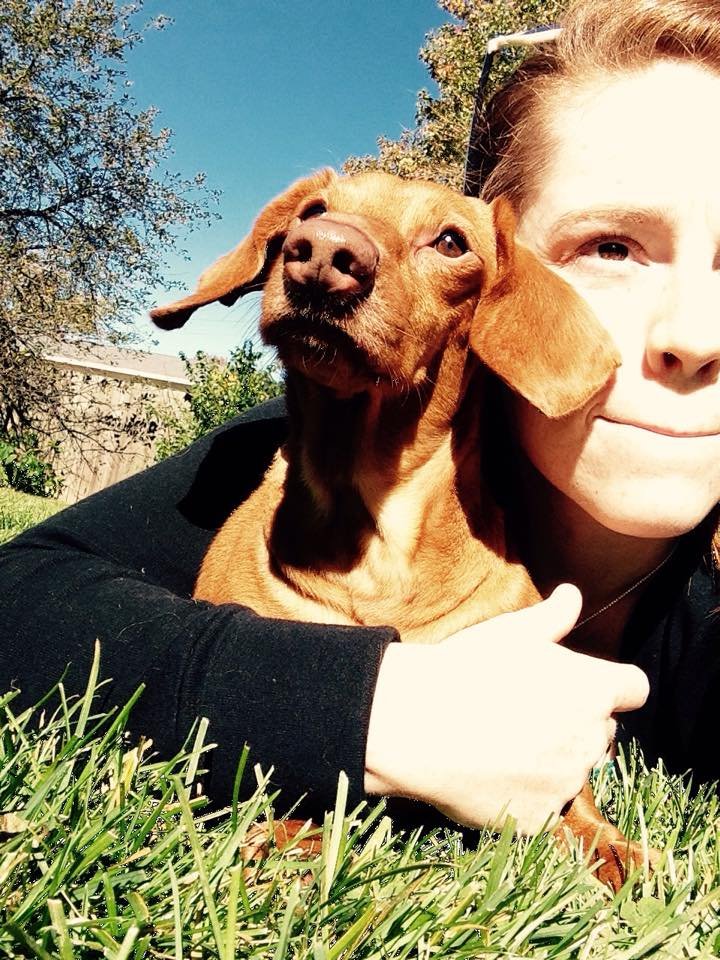 Conheça o pequeno dachshund Dennis, que entrou na dieta para perder 20 kg