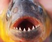 thumb-image-2024-02-29T13:59:11.041Z