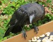 thumb-image-2024-02-29T13:59:11.660Z