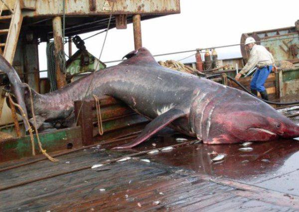 Esse pescador pegou algo inesperado — infelizmente