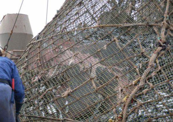 Esse pescador pegou algo inesperado — infelizmente