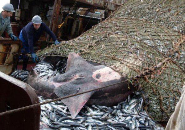 Esse pescador pegou algo inesperado — infelizmente