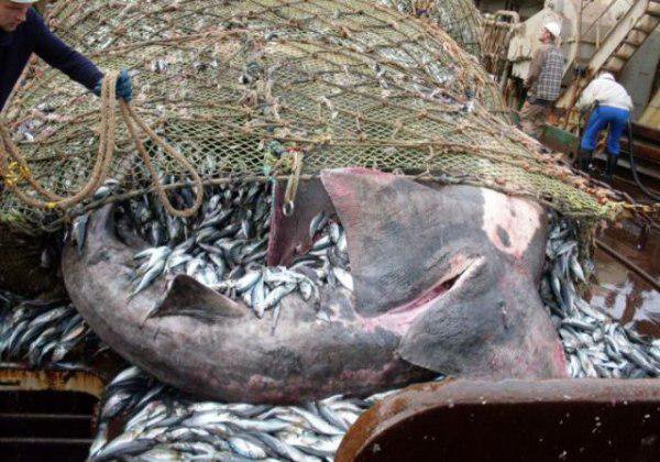 Esse pescador pegou algo inesperado — infelizmente