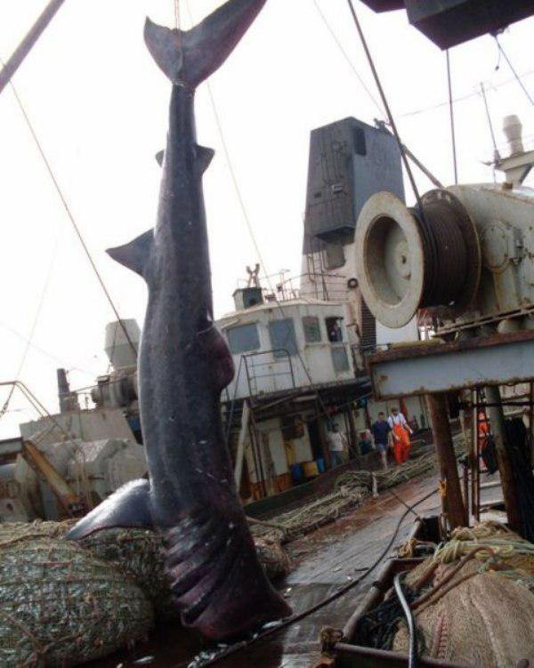 Esse pescador pegou algo inesperado — infelizmente