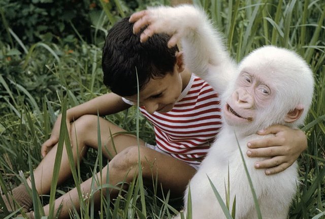 animais-albinos_4-chimpanze  Animais albinos raros, Macacos, Animais  bonitos