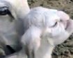 thumb-image-2024-02-29T13:59:13.406Z