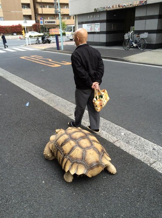 Bichinho de estimação fiel: japonês passeia ao lado de tartaruga gigante