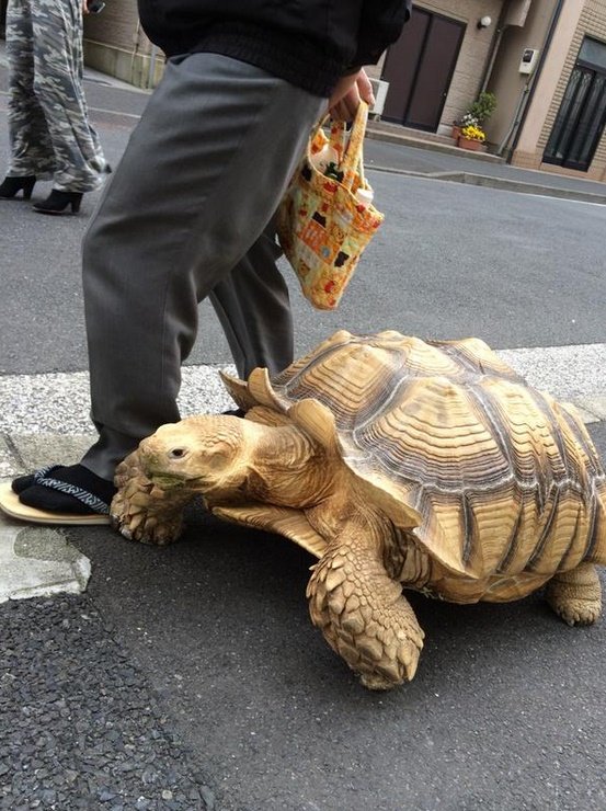Bichinho de estimação fiel: japonês passeia ao lado de tartaruga gigante