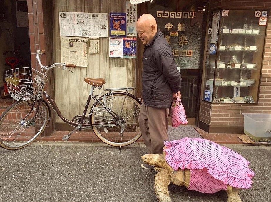 Bichinho de estimação fiel: japonês passeia ao lado de tartaruga gigante