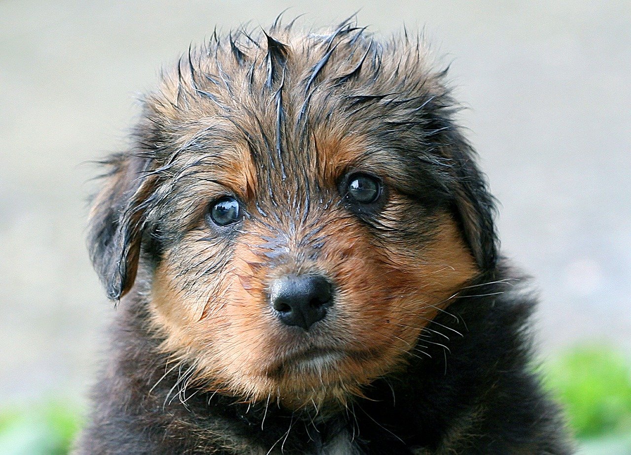 Ciência comprova que olhar para seu cãozinho faz você sentir amor