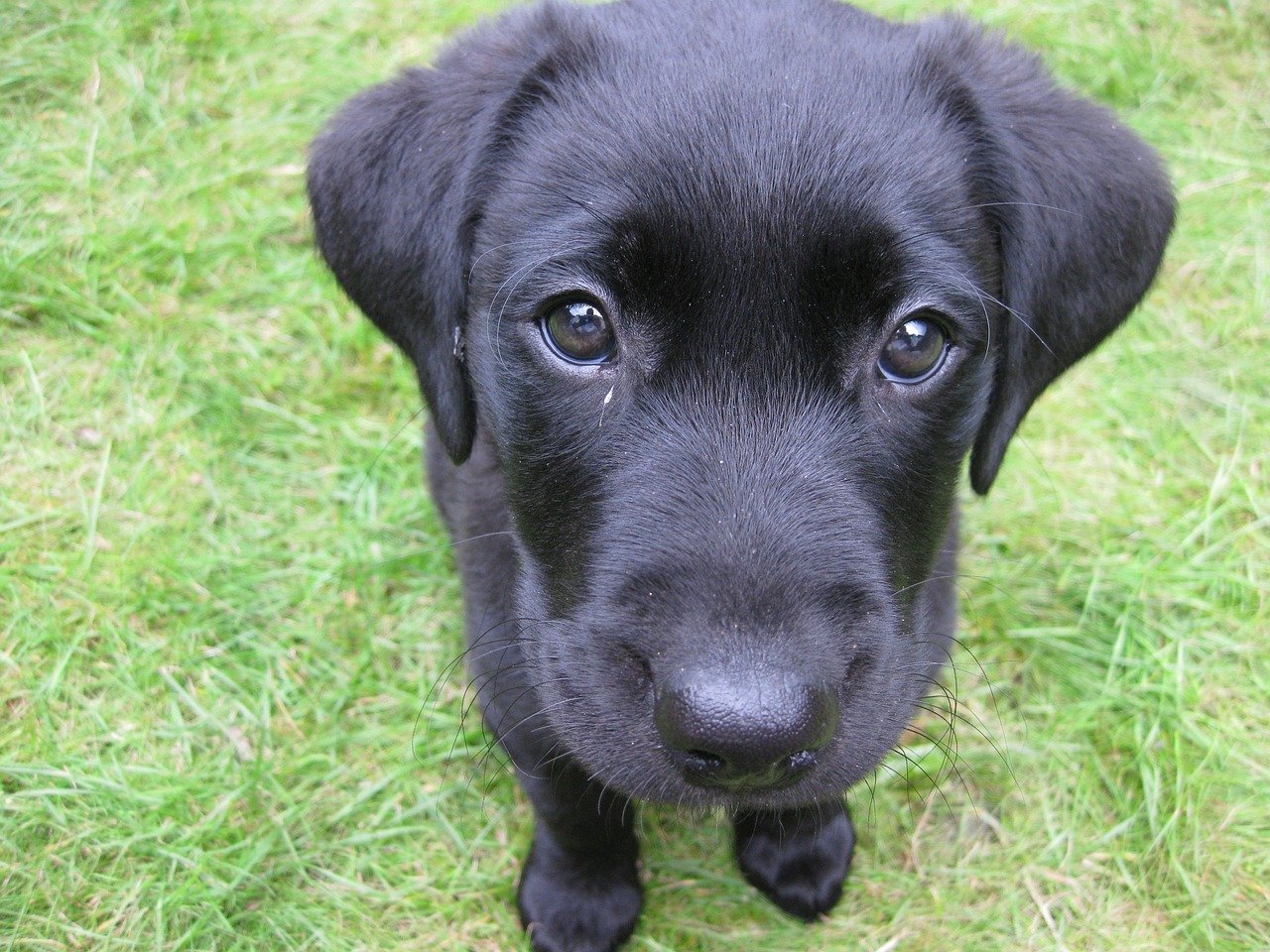 Ciência comprova que olhar para seu cãozinho faz você sentir amor