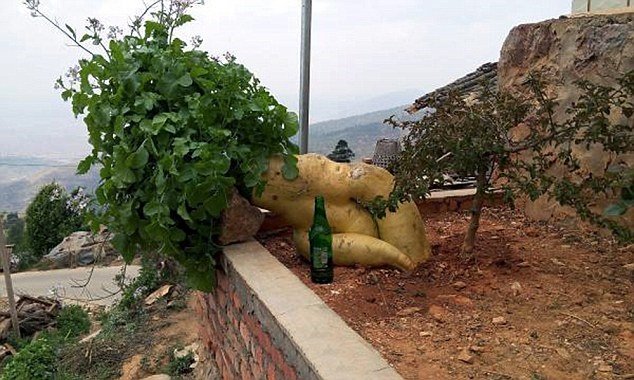 Impressionante: chinês cultiva nabo gigante que tem quase 15 quilos