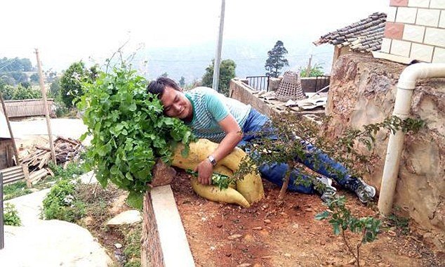Impressionante: chinês cultiva nabo gigante que tem quase 15 quilos